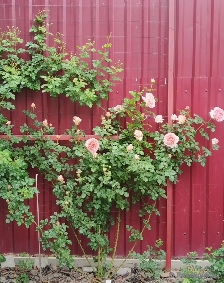 Abraham Darby