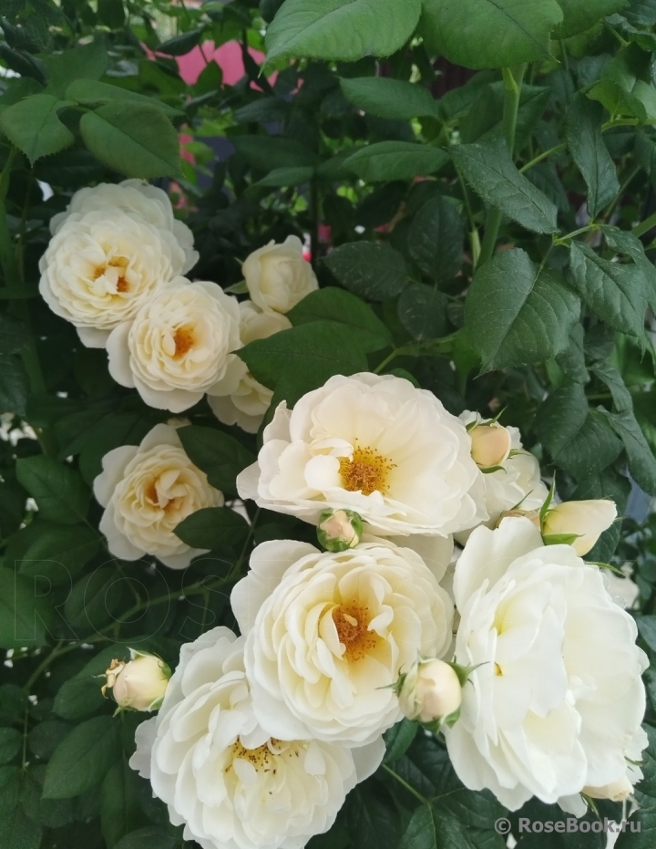 Uetersener Klosterrose
