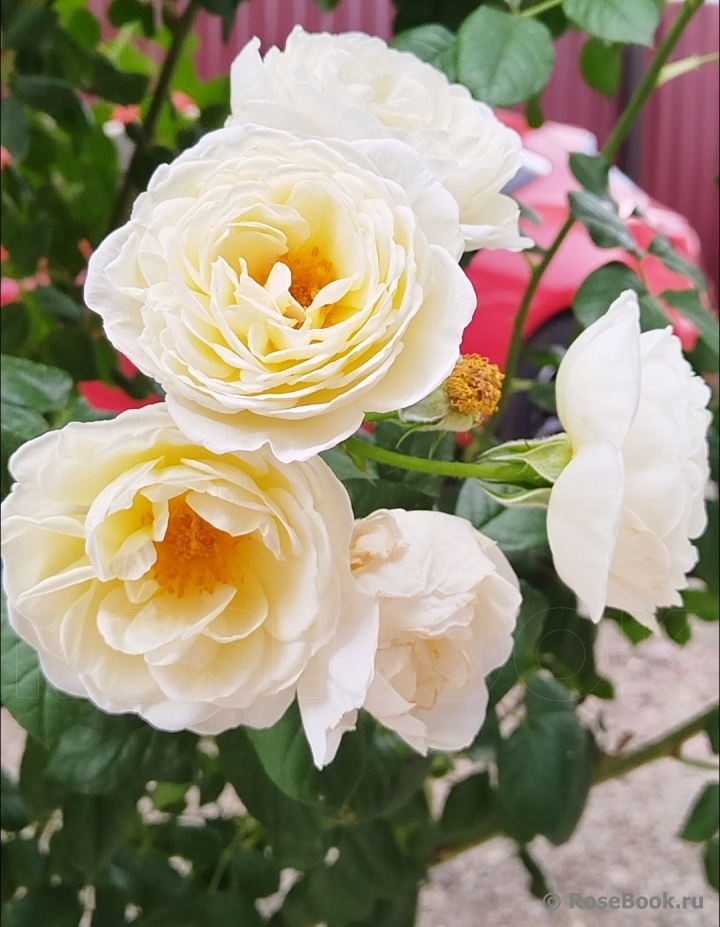 Uetersener Klosterrose