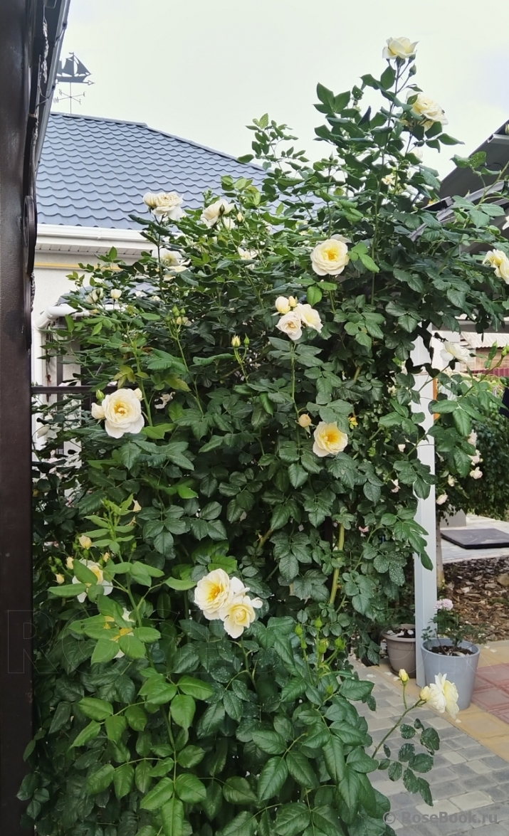 Uetersener Klosterrose