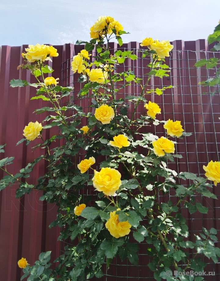 Rimosa Climbing
