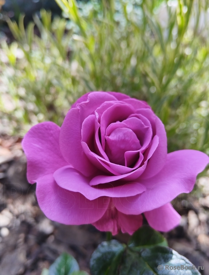 Thank You Rose