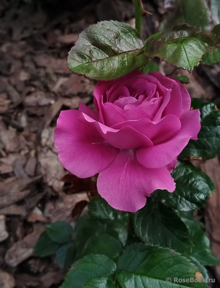 Thank You Rose