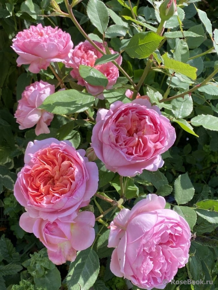 Boscobel