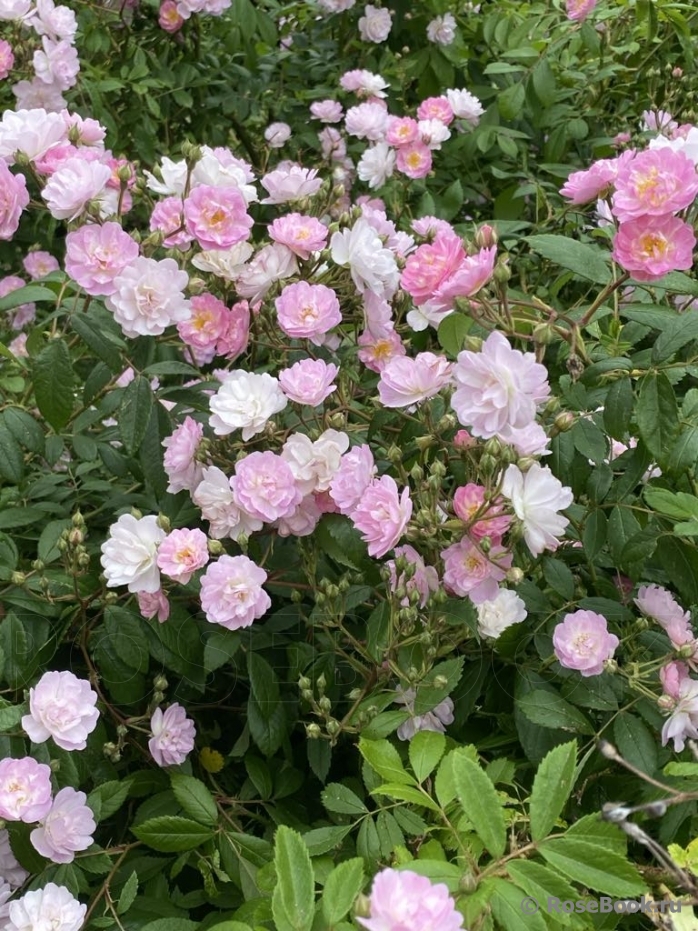 Guirlande Rose