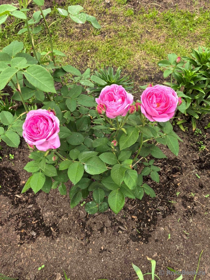 Comte de Chambord
