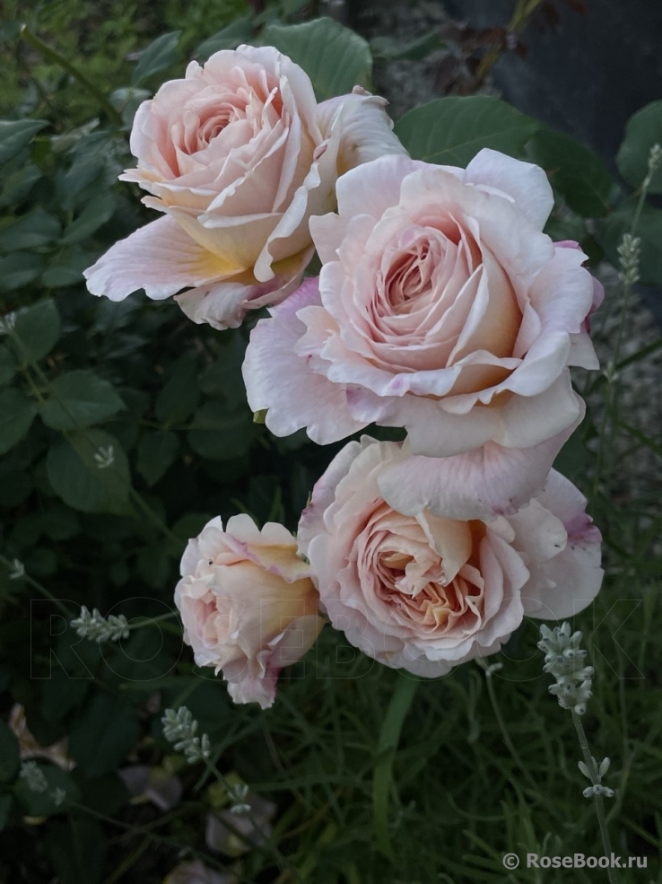 Abraham Darby