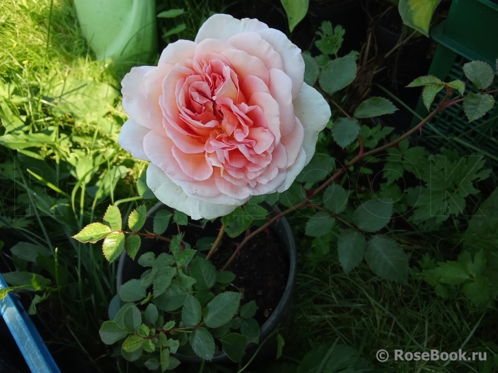 Abraham Darby