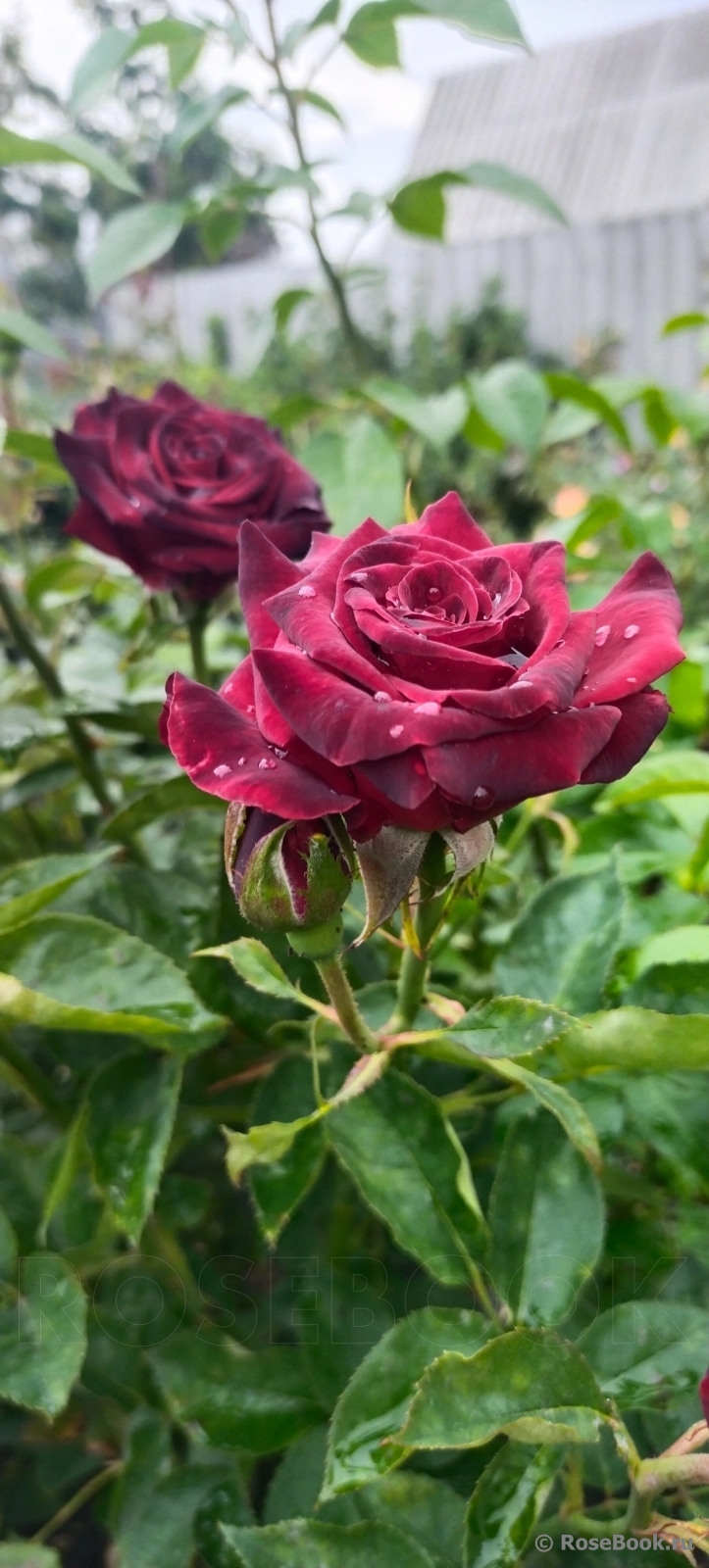 Black Baccara
