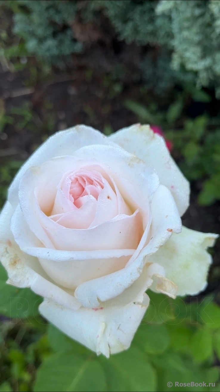 White O'Hara