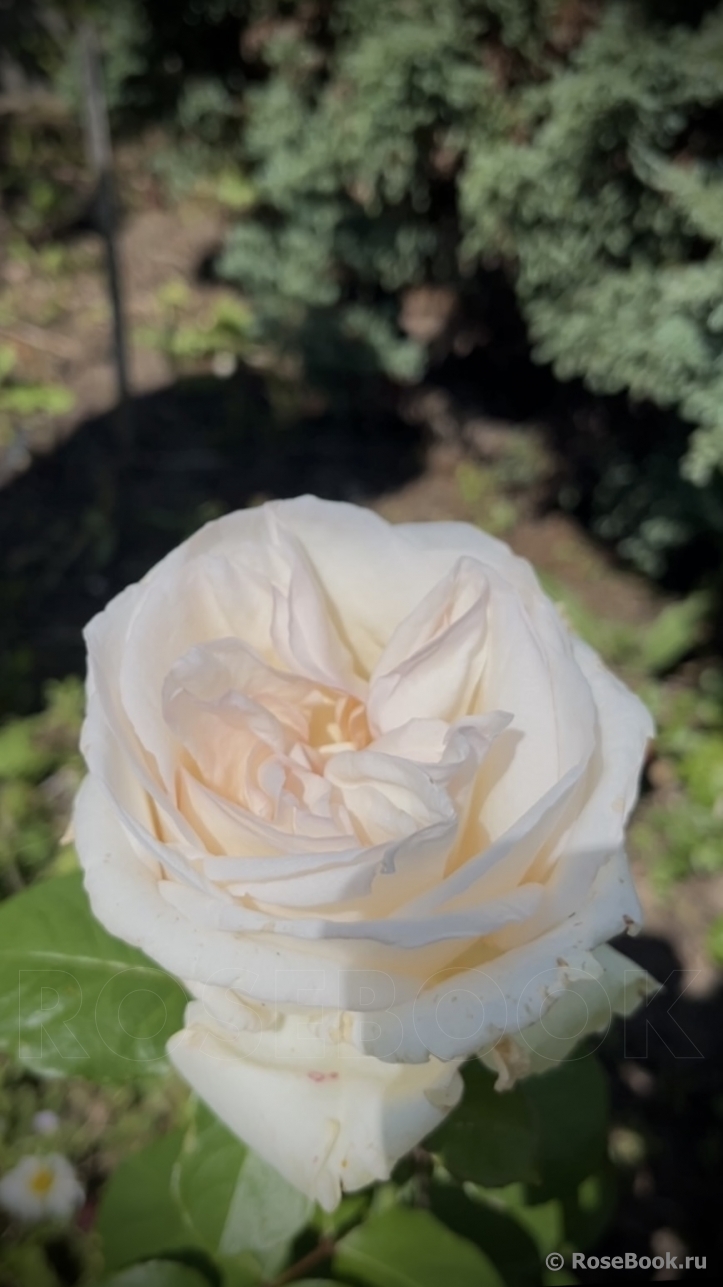 White O'Hara