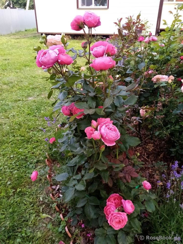 Gartenprinzessin Marie-Jose ®