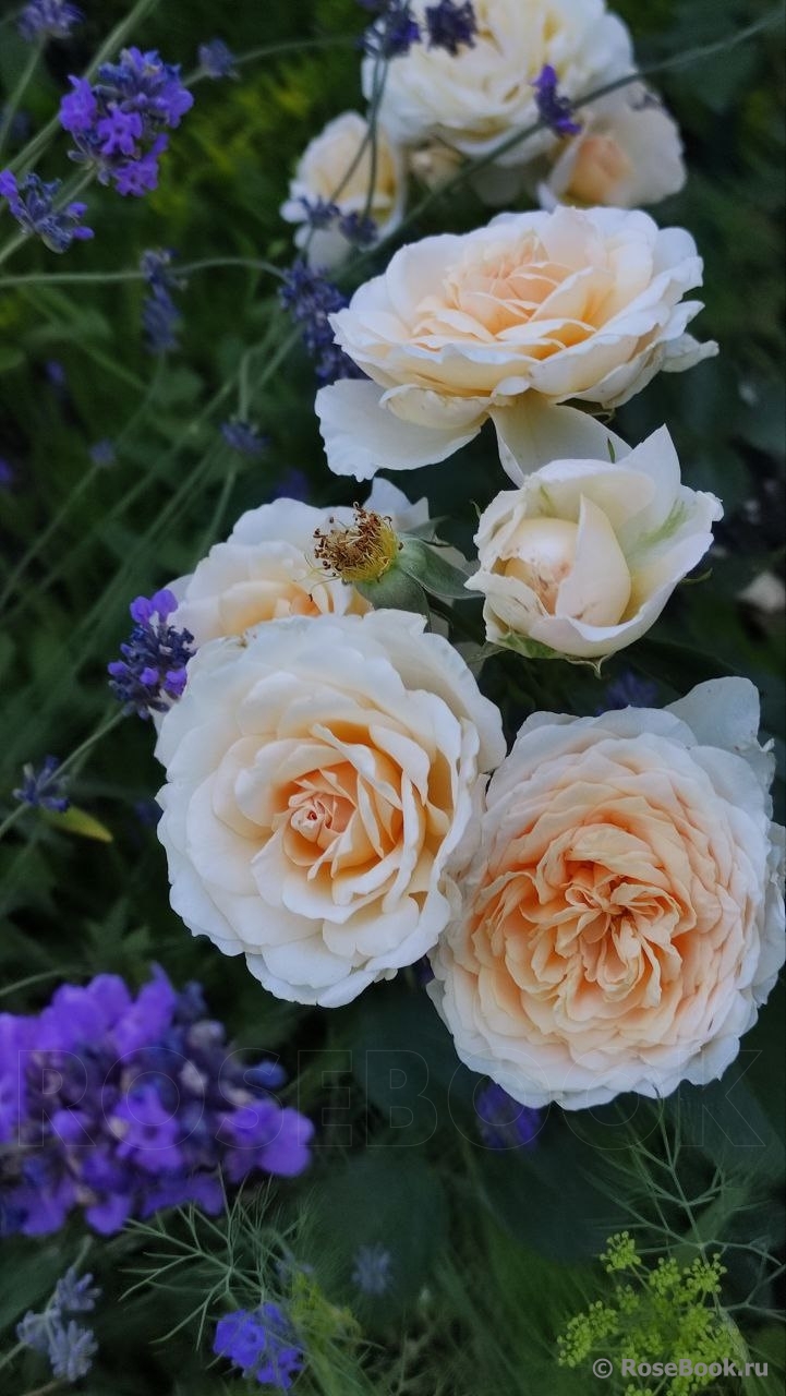 Cream Abundance 