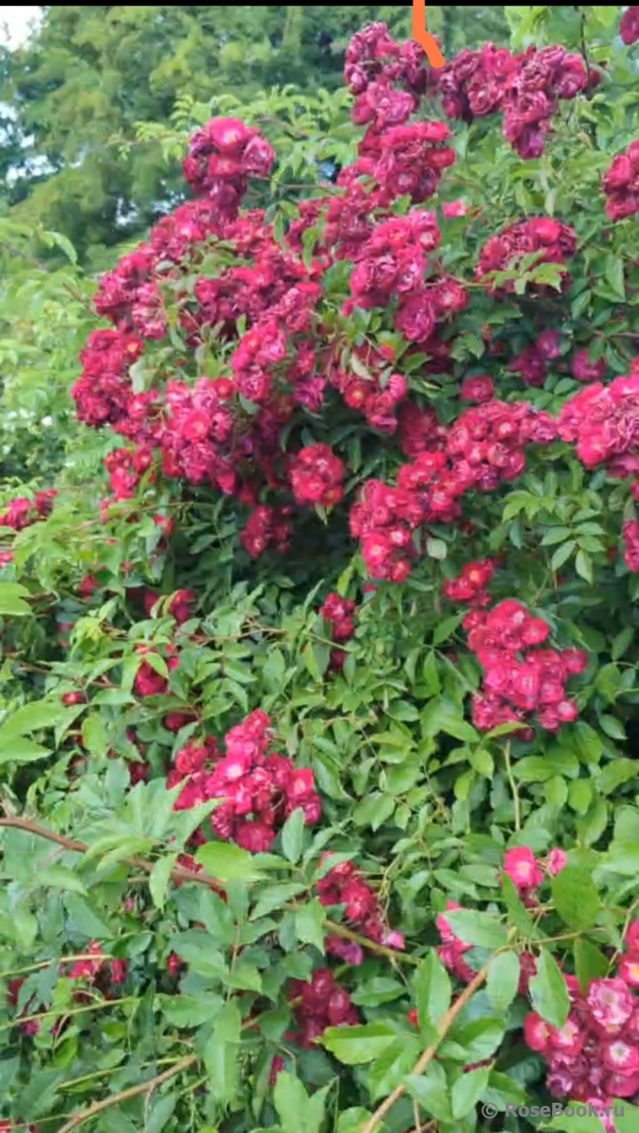 Wilderode