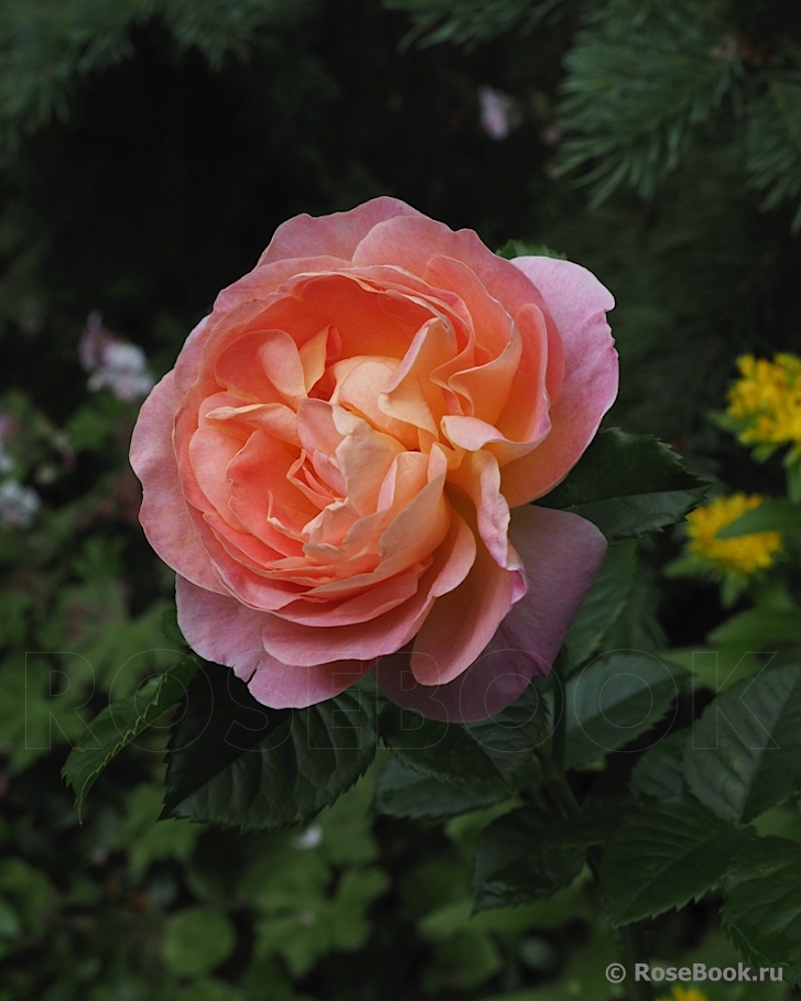 Dornburger Schlossrose