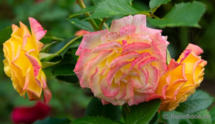 Gartenspass ®