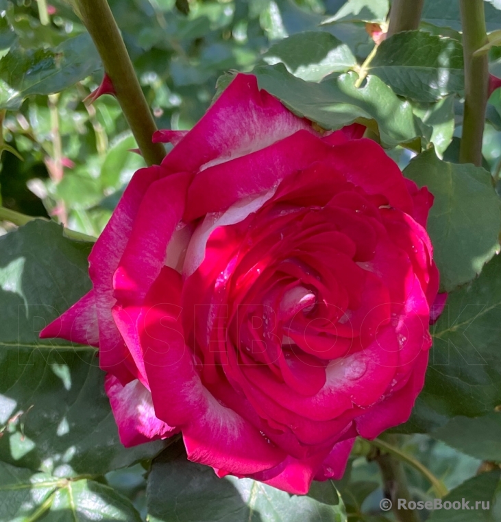 Fair Lady 