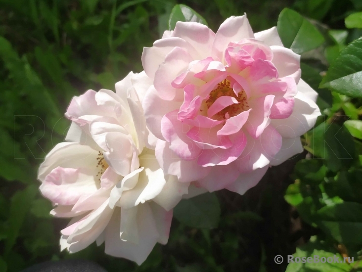 Pink Champagne