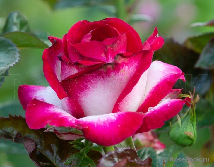 Fair Lady 