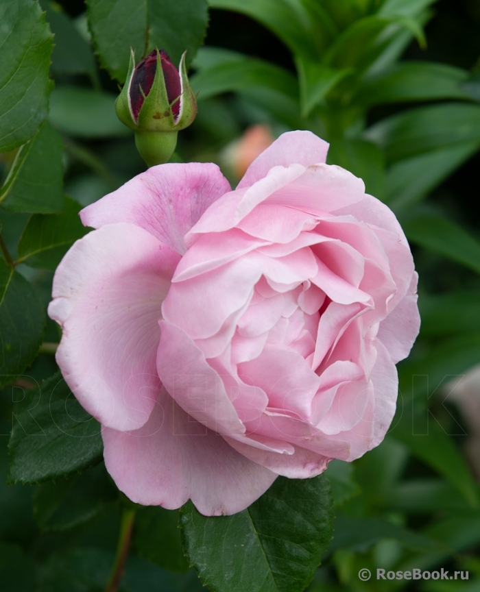 Rosengräfin Marie Henriette