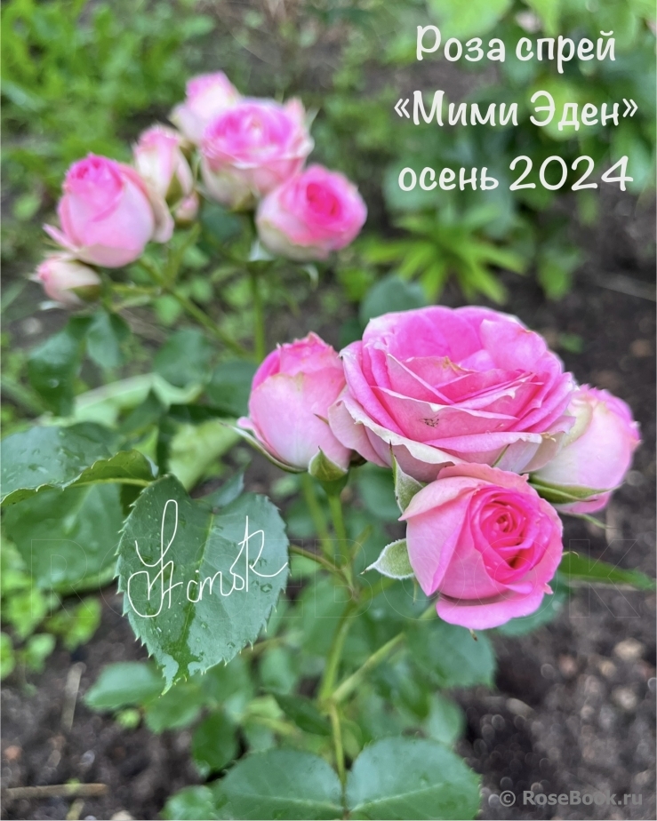 Mimi Eden 