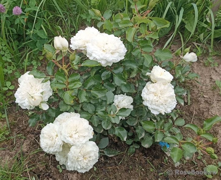 White Meidiland