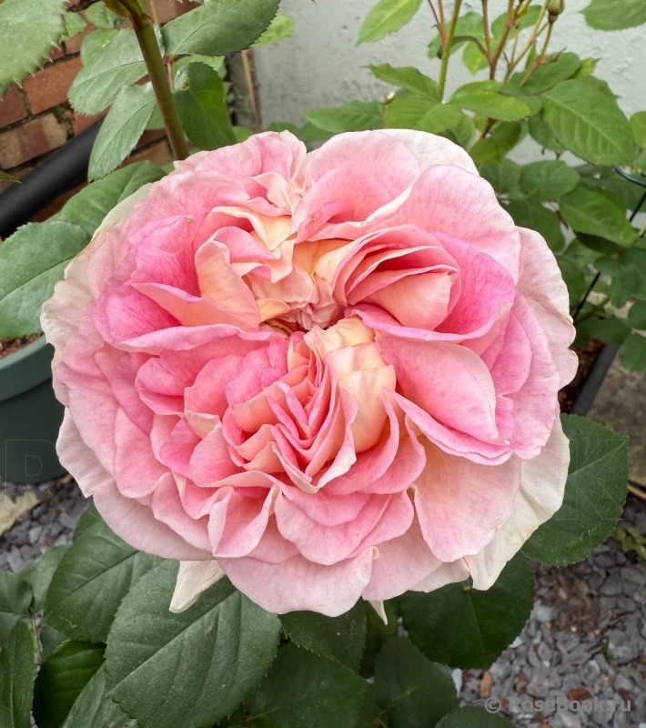 Beverley’s Blush