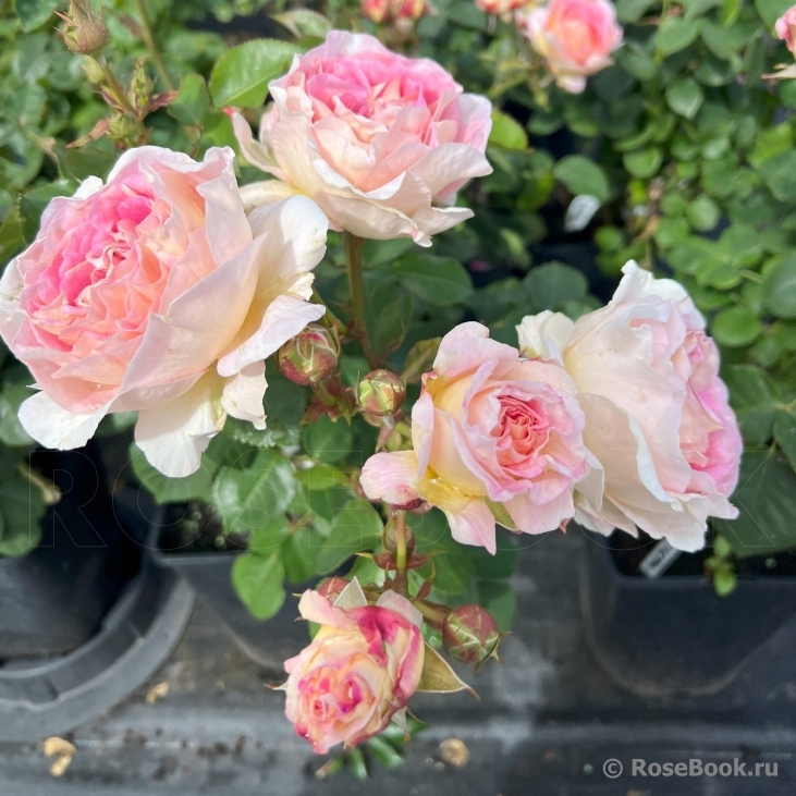 Beverley’s Blush