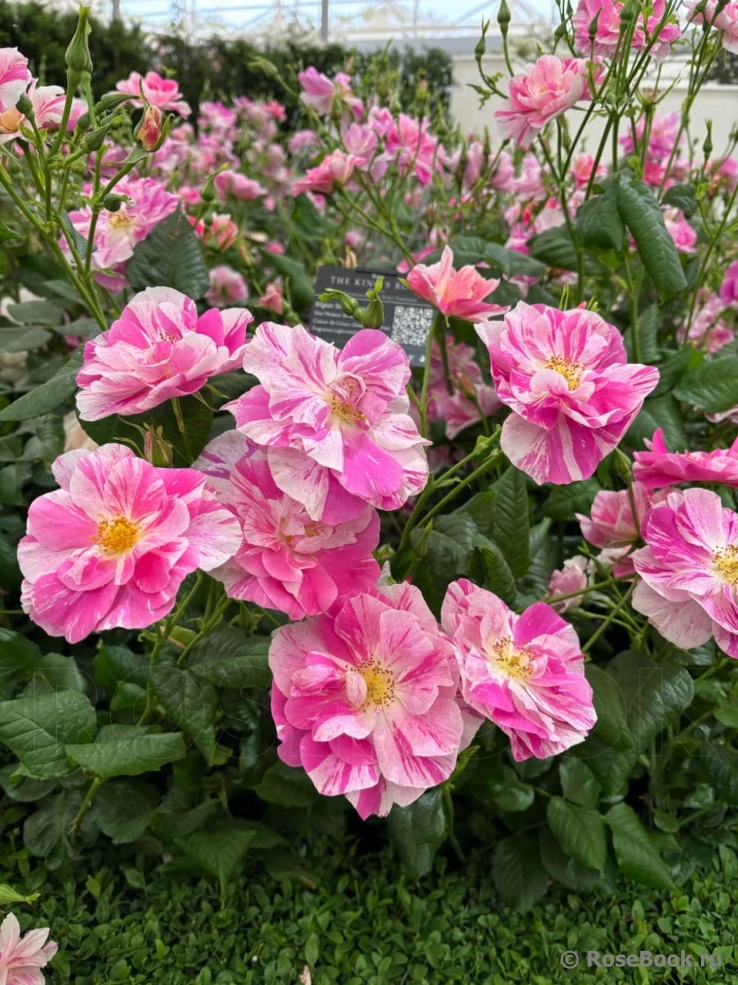 The King's Rose
