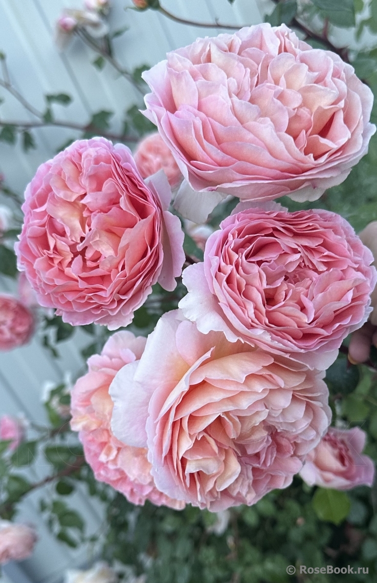 Abraham Darby