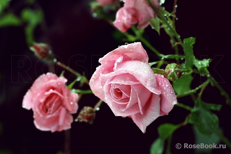 Coral Dawn