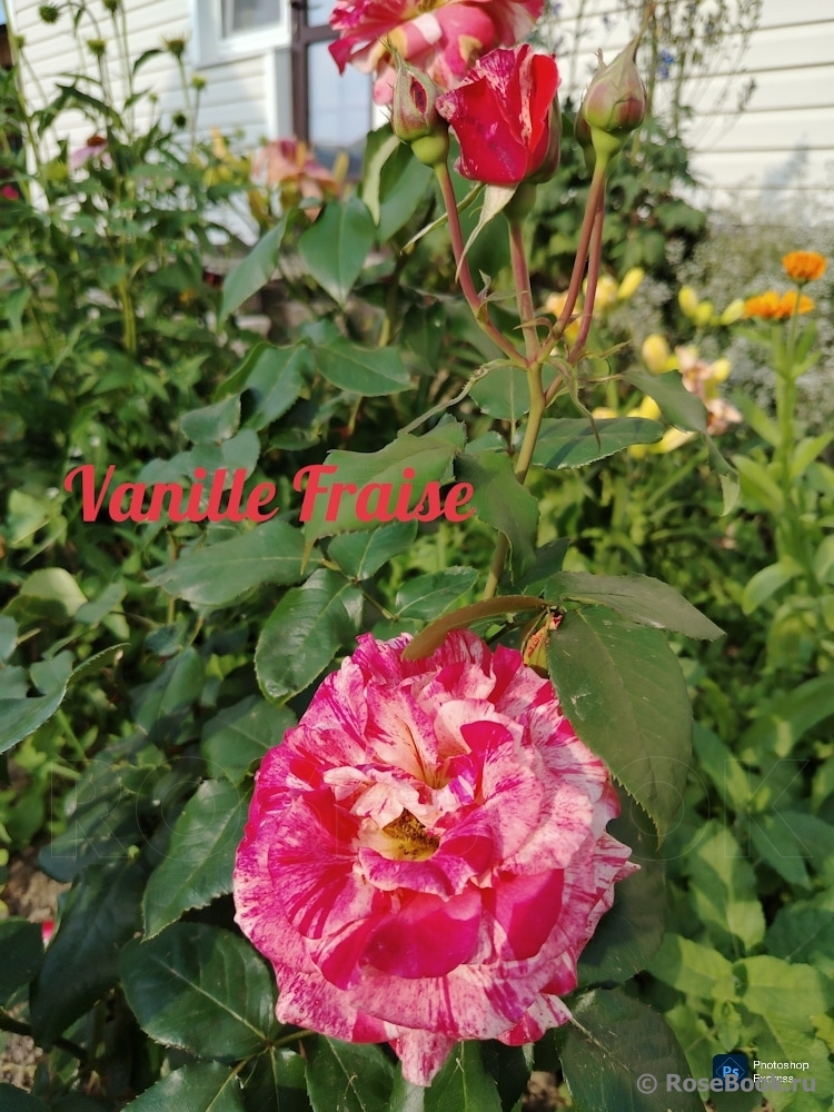 Vanille Fraise ®