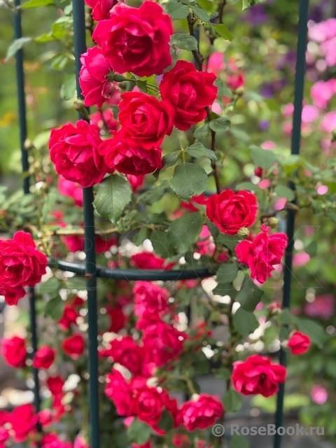 Paul's Scarlet Climber 