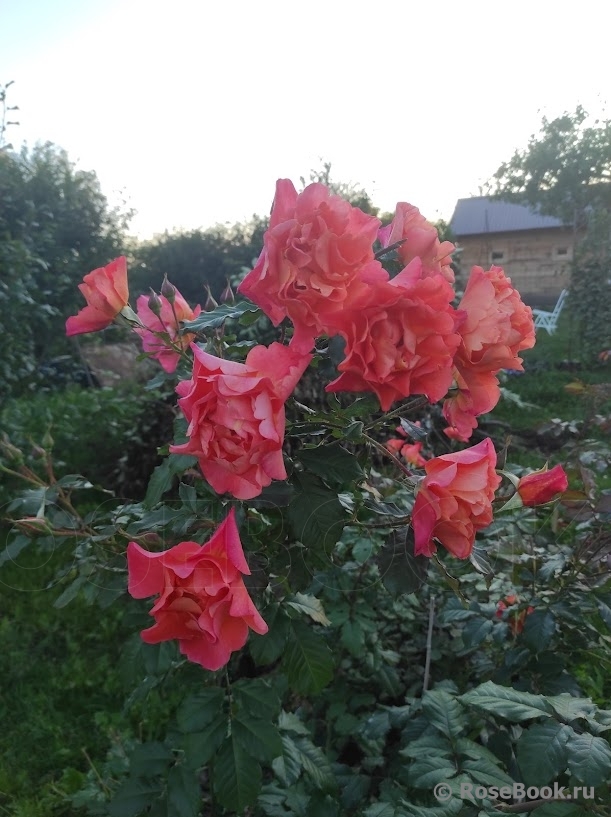 Westerland