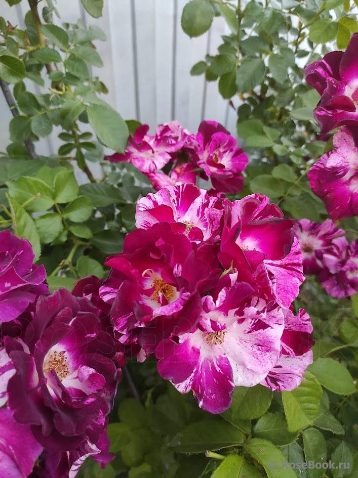 Purple Splash