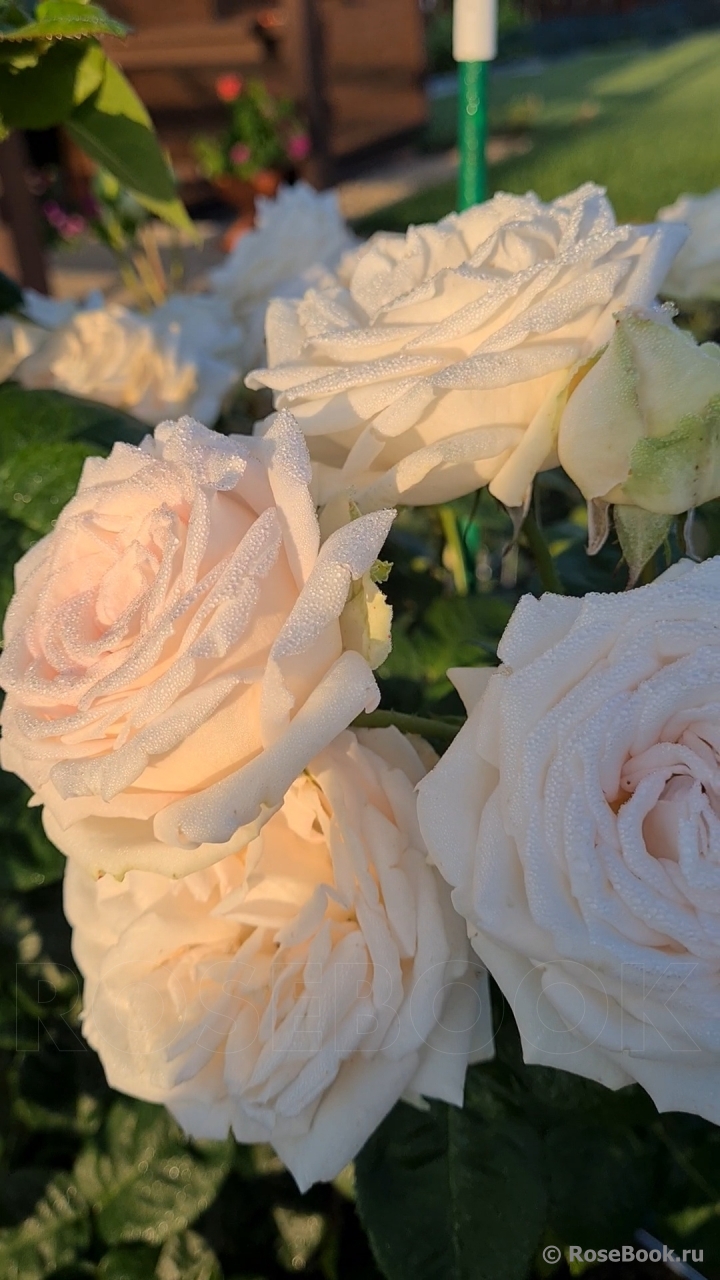 Madame Anisette ®