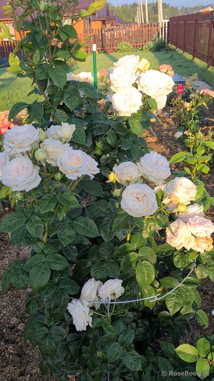 Madame Anisette ®