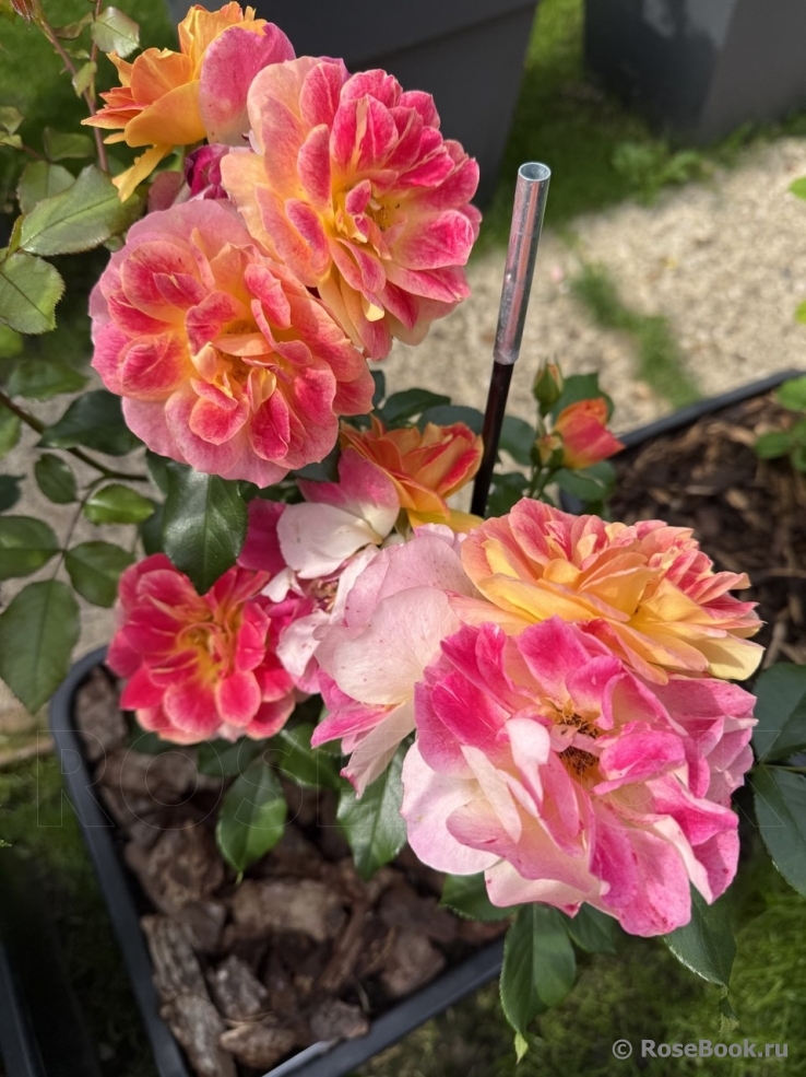 La Bourbonnaise