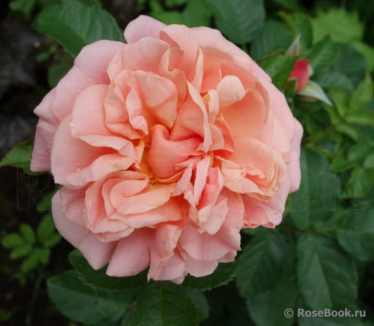 Princesse Stephanie Grande-Duchesse Heritiere de Luxembourg