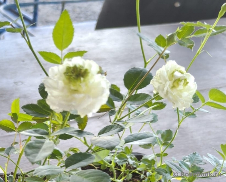 White Gem ®