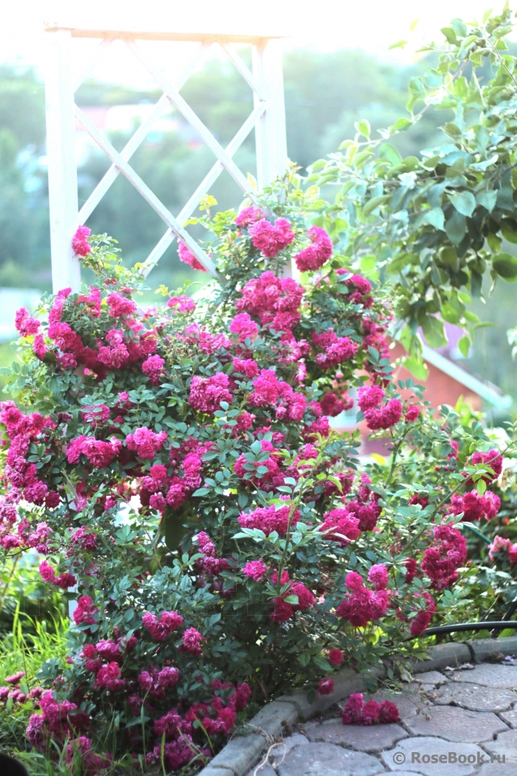 Super Excelsa