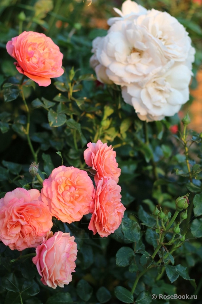 Coral Lions-Rose