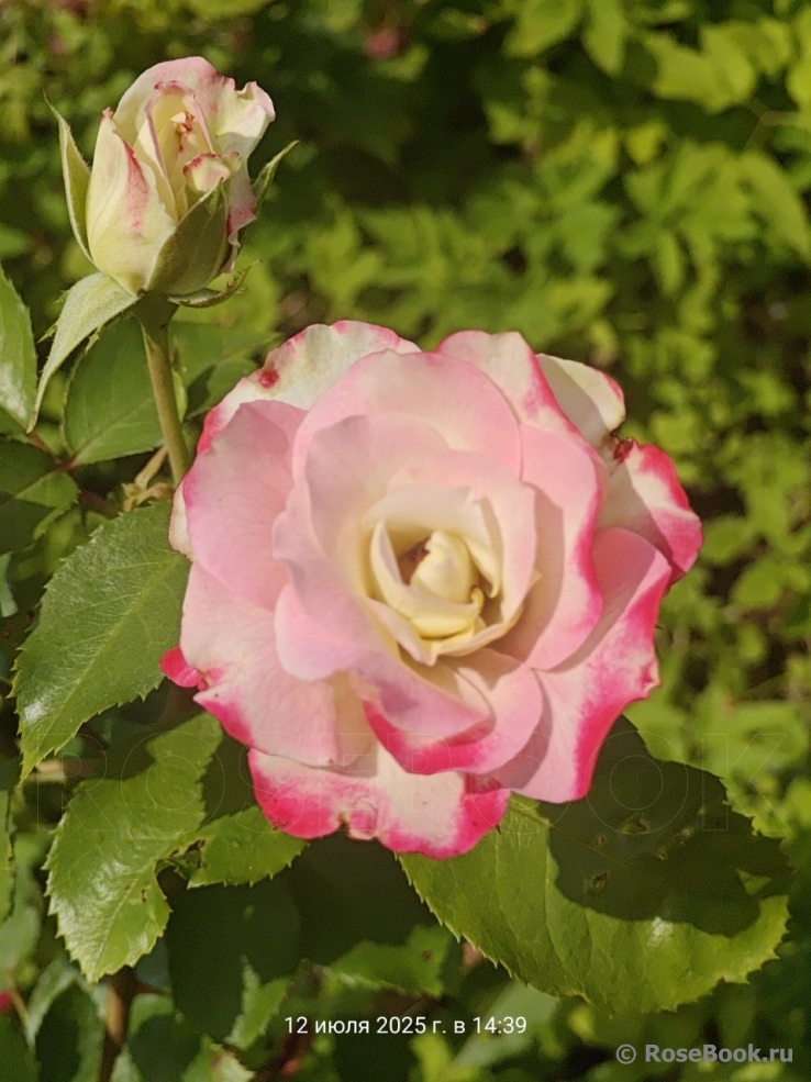 Jubile du Prince de Monaco 