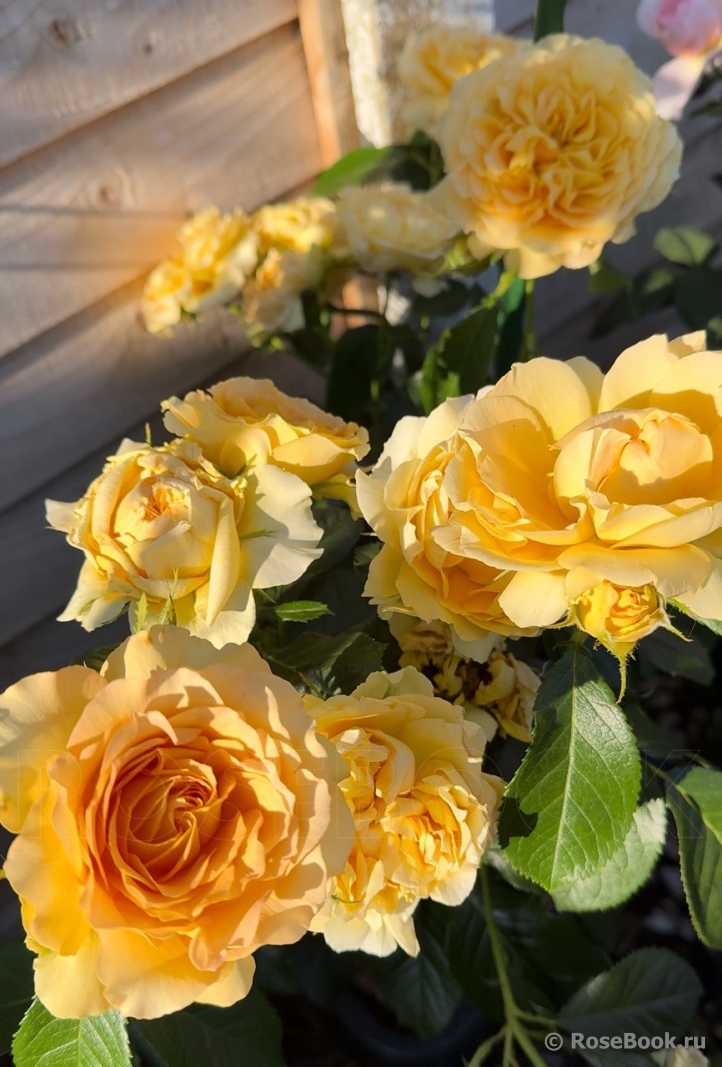 The Rob Burrow MND Rose