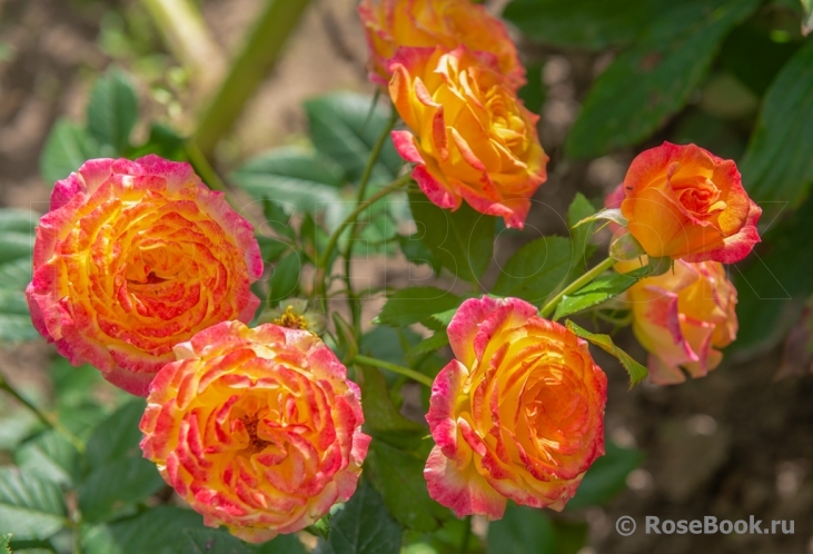Gartenspass ®