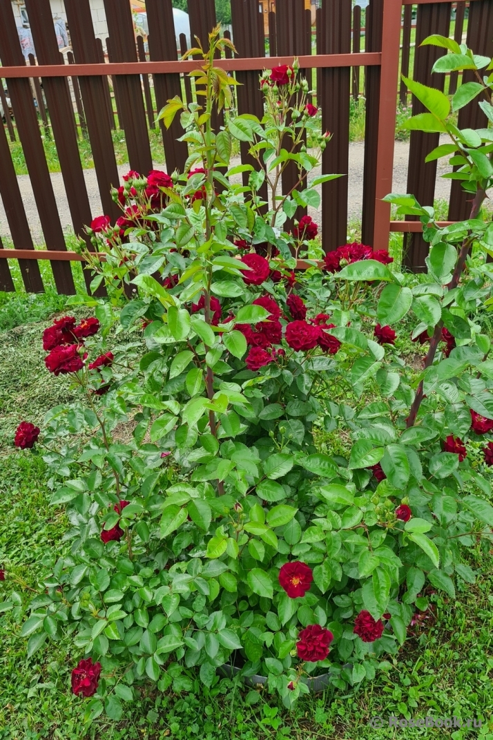 Katie's Rose