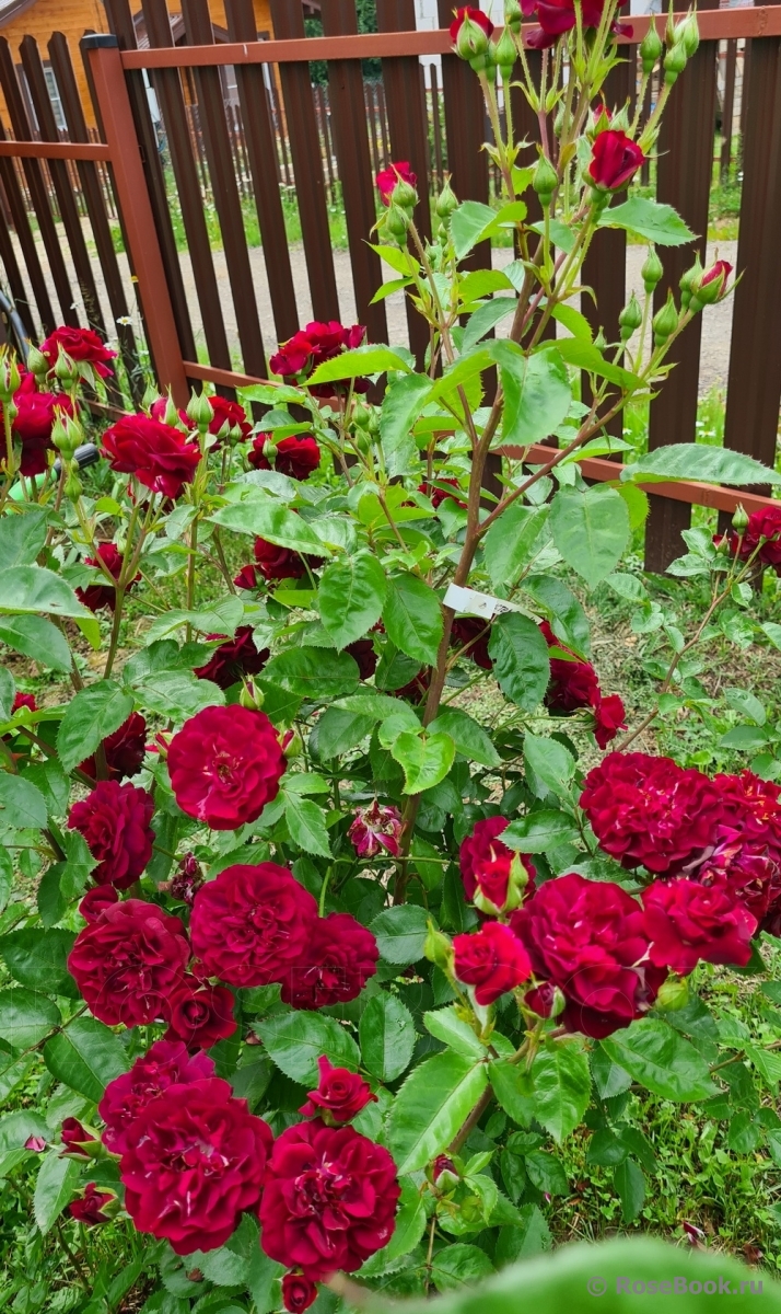 Katie's Rose
