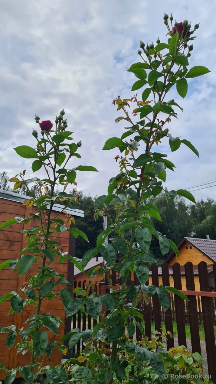 Katie's Rose