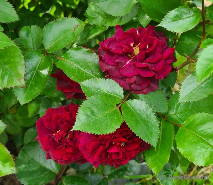 Katie's Rose