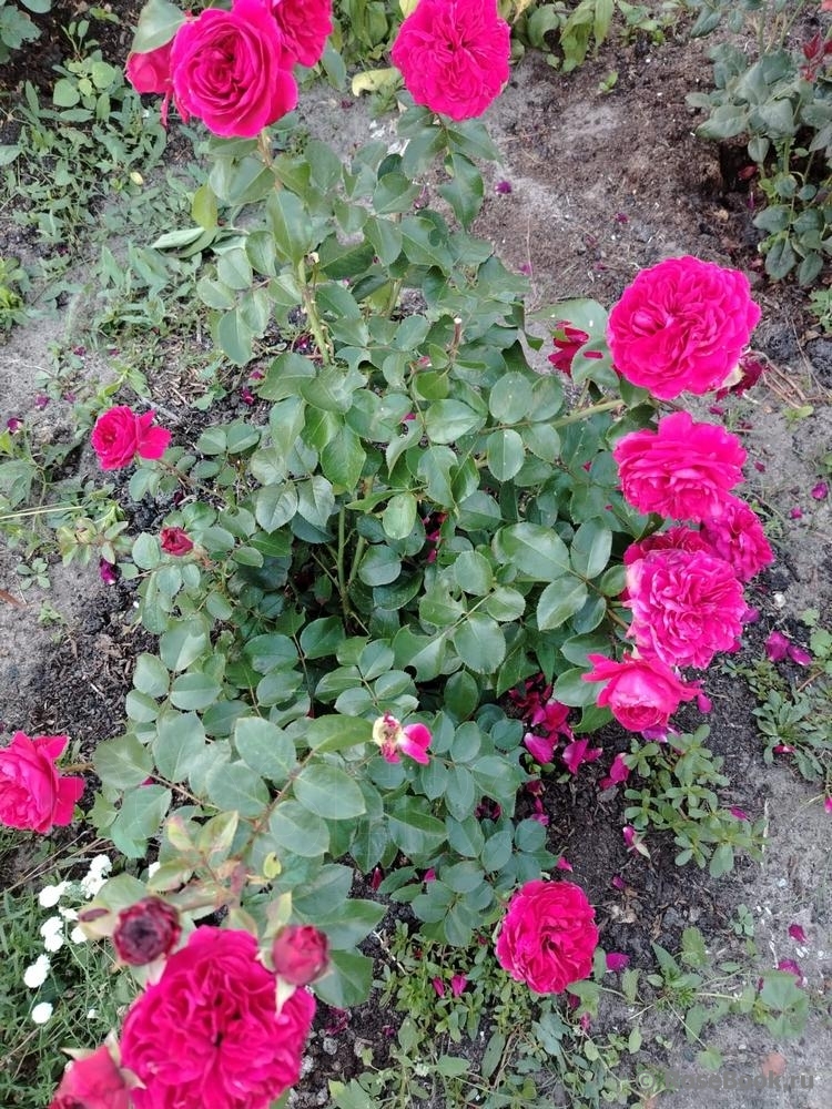 Red Leonardo da Vinci